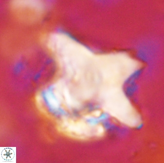 Rhomboaster bramlettei 49382