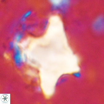 Rhomboaster bramlettei 49383