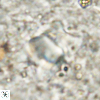 Rhomboaster bramlettei 49464