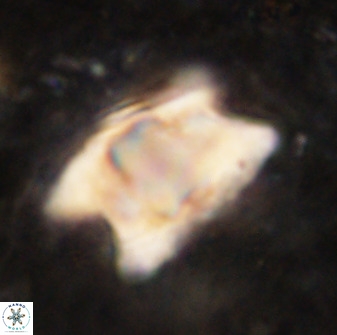 Rhomboaster bramlettei 49465