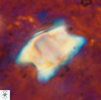 Rhomboaster bramlettei 49466