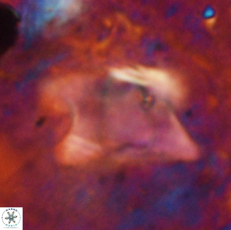 Rhomboaster bramlettei 49467
