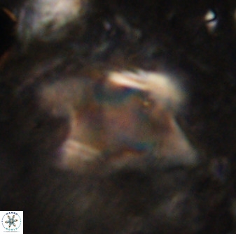 Rhomboaster bramlettei 49468