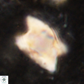 Rhomboaster bramlettei 49469