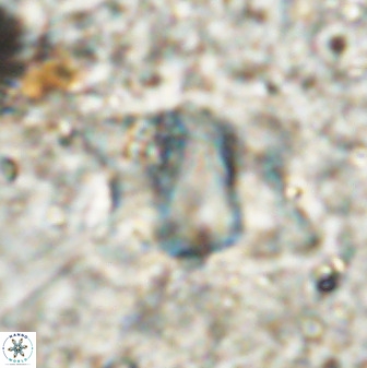 Rhomboaster bramlettei 49462