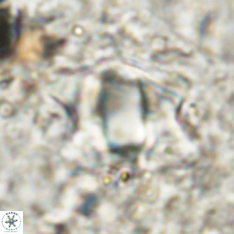 Rhomboaster bramlettei 49463