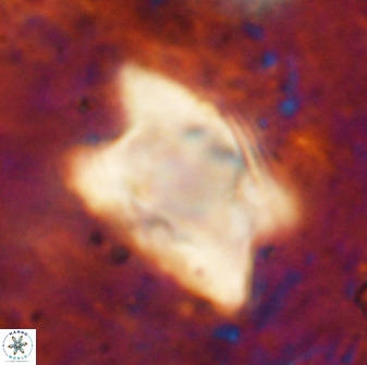 Rhomboaster bramlettei 49470