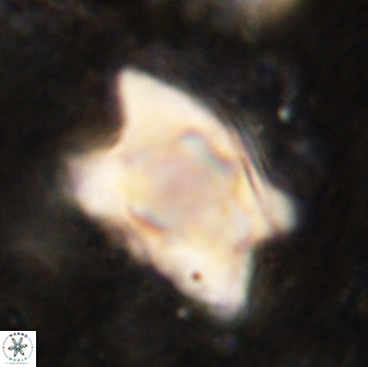Rhomboaster bramlettei 49471