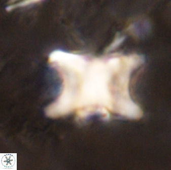 Rhomboaster bramlettei 49497