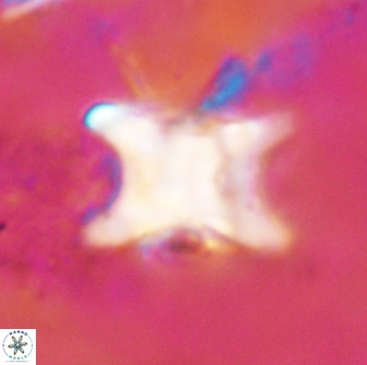 Rhomboaster bramlettei 49498