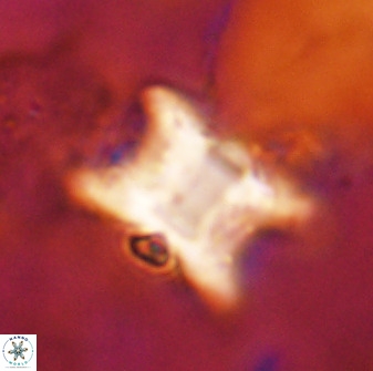 Rhomboaster bramlettei 49499