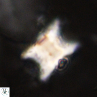 Rhomboaster bramlettei 49504