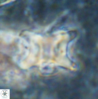 Rhomboaster bramlettei 49507