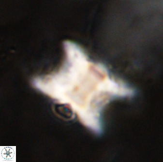 Rhomboaster bramlettei 49500