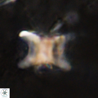 Rhomboaster bramlettei 49501