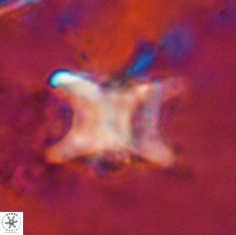 Rhomboaster bramlettei 49502
