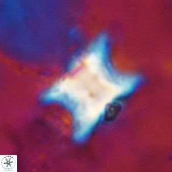 Rhomboaster bramlettei 49503