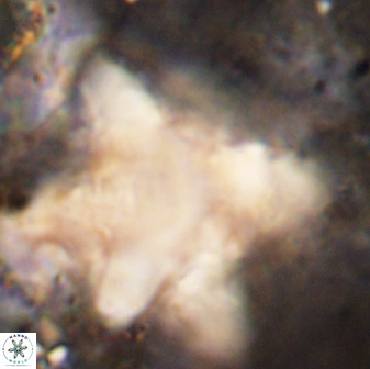 Rhomboaster bramlettei 49854