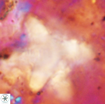Rhomboaster bramlettei 49855