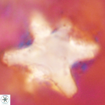 Rhomboaster bramlettei 49856
