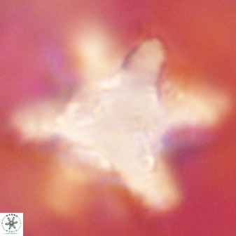 Rhomboaster bramlettei 49857