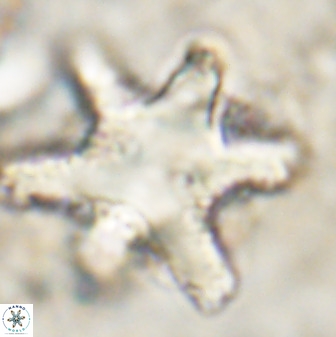 Rhomboaster bramlettei 49858