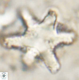 Rhomboaster bramlettei 49859