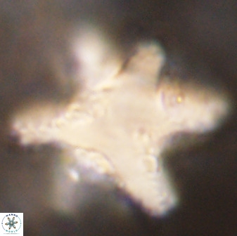 Rhomboaster bramlettei 49852
