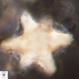 Rhomboaster bramlettei 49853