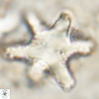 Rhomboaster bramlettei 49861