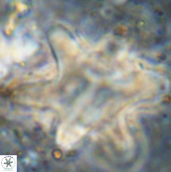 Rhomboaster bramlettei 49862