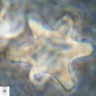 Rhomboaster bramlettei 49863
