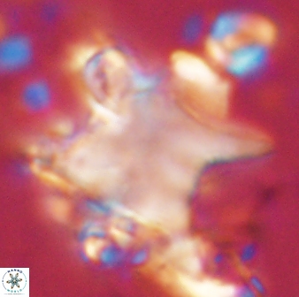 Rhomboaster bramlettei 58704