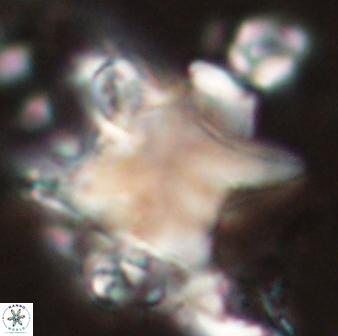 Rhomboaster bramlettei 58705