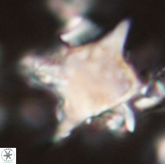 Rhomboaster bramlettei 58706