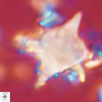 Rhomboaster bramlettei 58707