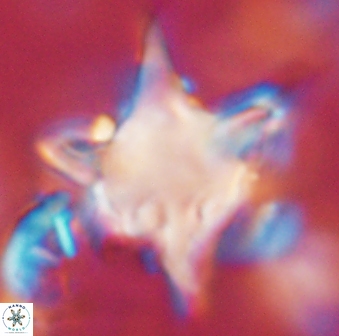 Rhomboaster bramlettei 58708