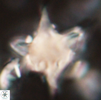 Rhomboaster bramlettei 58709