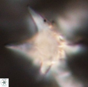 Rhomboaster bramlettei 58702