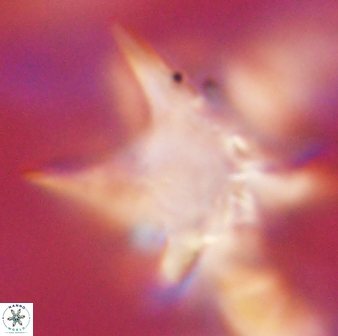 Rhomboaster bramlettei 58703