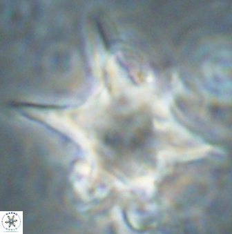 Rhomboaster bramlettei 58714