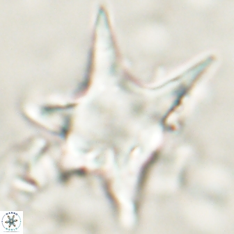 Rhomboaster bramlettei 58710