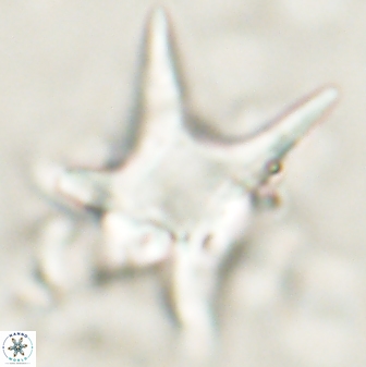 Rhomboaster bramlettei 58711
