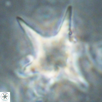 Rhomboaster bramlettei 58712