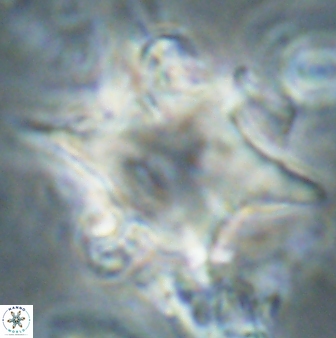 Rhomboaster bramlettei 58713