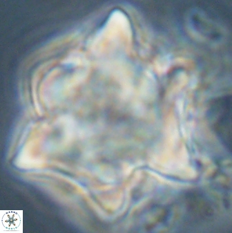 Rhomboaster bramlettei 58744