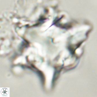 Rhomboaster bramlettei 58745