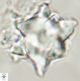 Rhomboaster bramlettei 58746