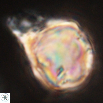 Rhomboaster bramlettei 58747