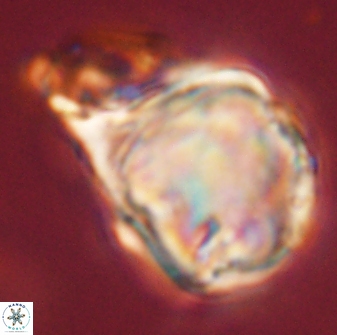 Rhomboaster bramlettei 58748